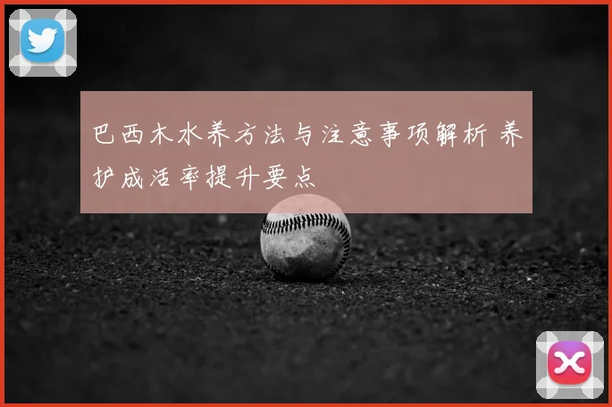 巴西木水养方法与注意事项解析 养护成活率提升要点