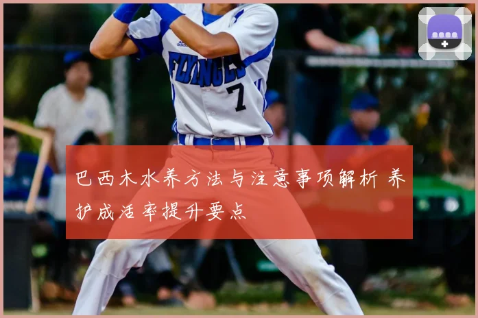 巴西木水养方法与注意事项解析 养护成活率提升要点